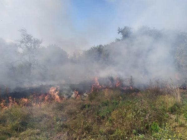 На Сарненщині ледь не згоріла лісопосадка