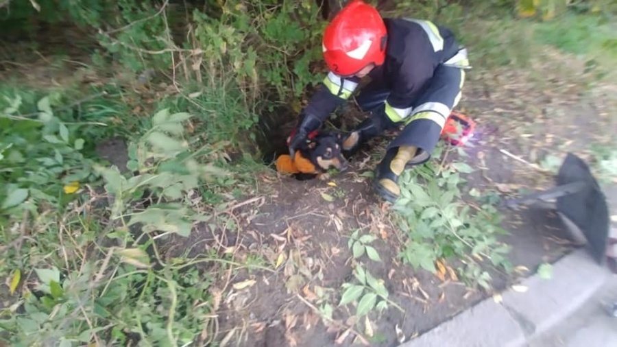 У Рівному з каналізаційного колодязя дістали собаку