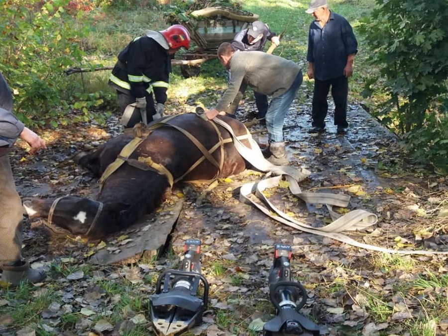 Дубенські рятувальники звільняли тварину з-під проваленого мосту