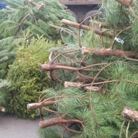 Де рівнянам залишати хвойні дерева після свят