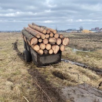 НА РІВНЕНЩИНІ СУДИТИМУТЬ ОРГАНІЗОВАНУ ГРУПУ «ЧОРНИХ» ЛІСОРУБІВ