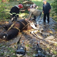 Дубенські рятувальники звільняли тварину з-під проваленого мосту